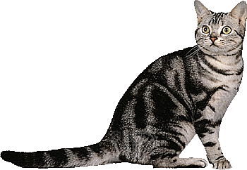 卡通小猫咪设计素材免抠