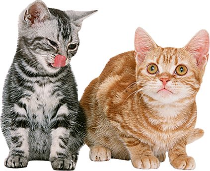 卡通小猫咪设计素材免抠