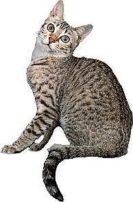 卡通小猫咪设计素材免抠