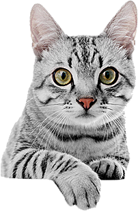 卡通小猫咪设计素材免抠