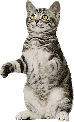卡通小猫咪设计素材免抠