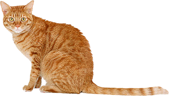 卡通小猫咪设计素材免抠