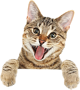 卡通小猫咪设计素材
