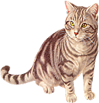 卡通小猫咪设计素材