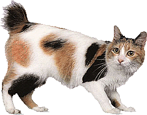 卡通小猫咪设计素材