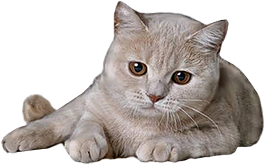 卡通小猫咪设计素材