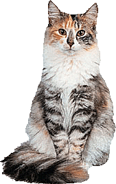 卡通小猫咪设计素材