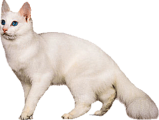 卡通小猫咪设计素材