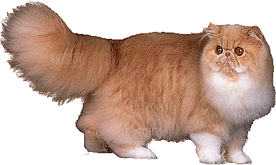 卡通小猫咪设计素材