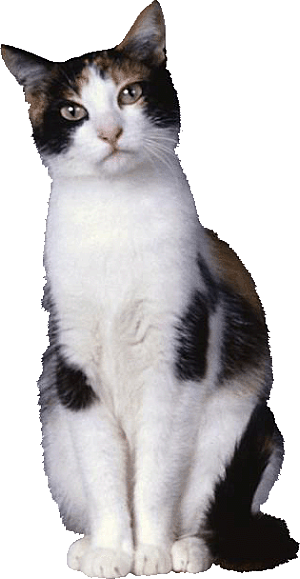 卡通小猫咪设计素材
