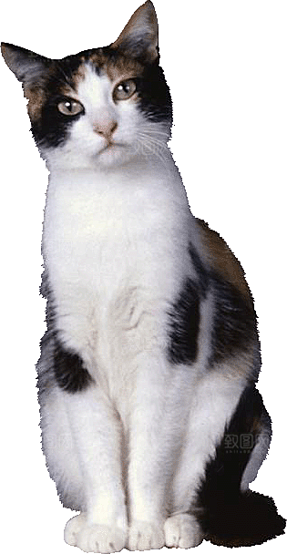 卡通小猫咪设计素材
