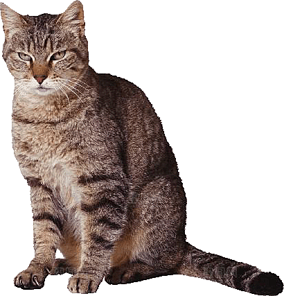 卡通小猫咪设计素材