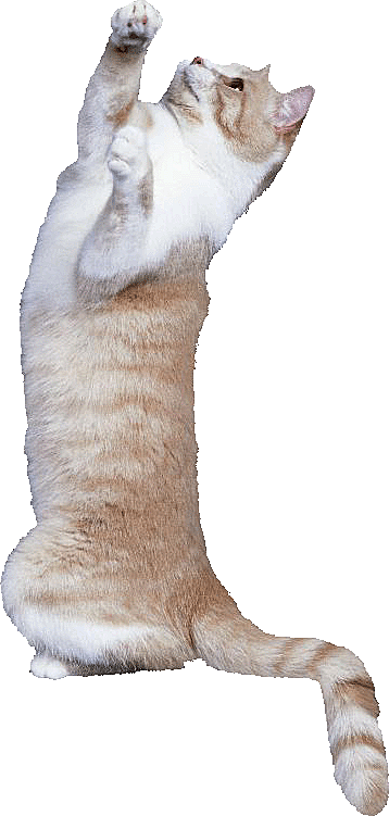 卡通小猫咪设计素材
