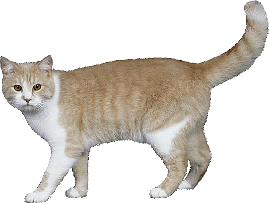 卡通小猫咪设计素材免抠