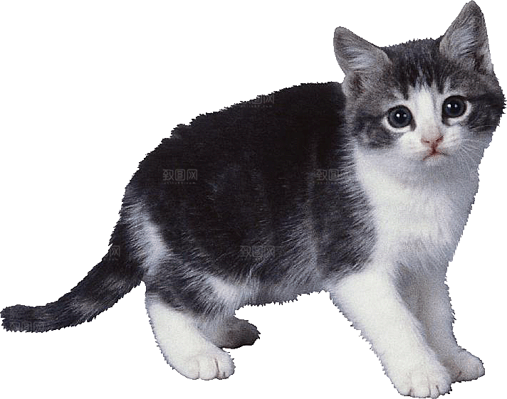 卡通小猫咪设计素材免抠