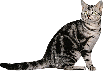 卡通小猫咪设计素材免抠