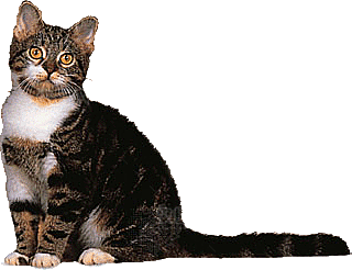 卡通小猫咪设计素材免抠
