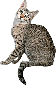 卡通小猫咪设计素材免抠