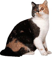 卡通小猫咪设计素材免抠
