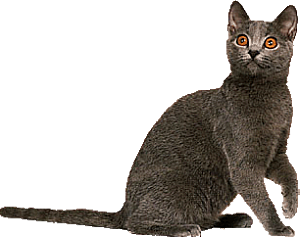 卡通小猫咪设计素材