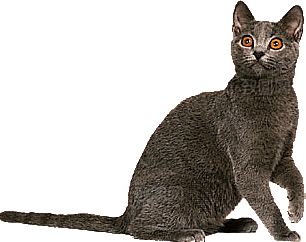 卡通小猫咪设计素材