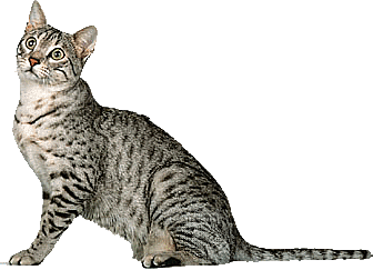 卡通小猫咪设计素材