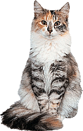卡通小猫咪设计素材