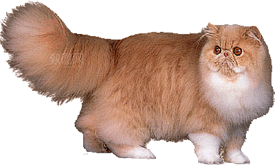 卡通小猫咪设计素材