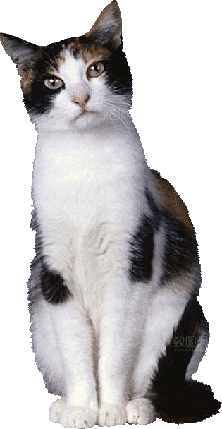 卡通小猫咪设计素材