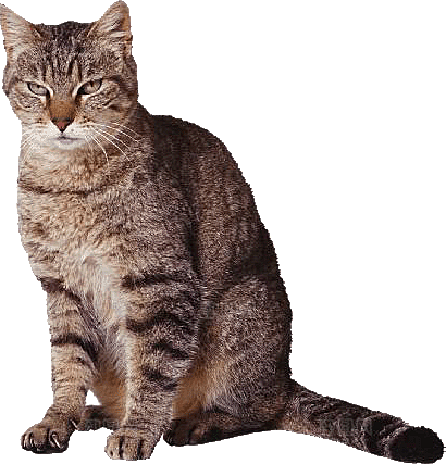卡通小猫咪设计素材