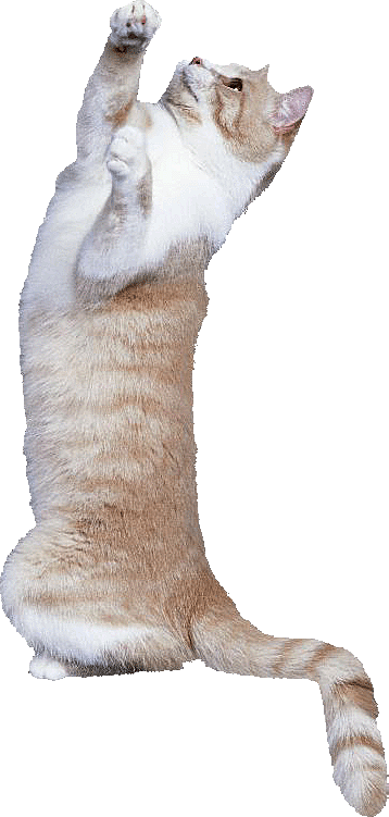 卡通小猫咪设计素材