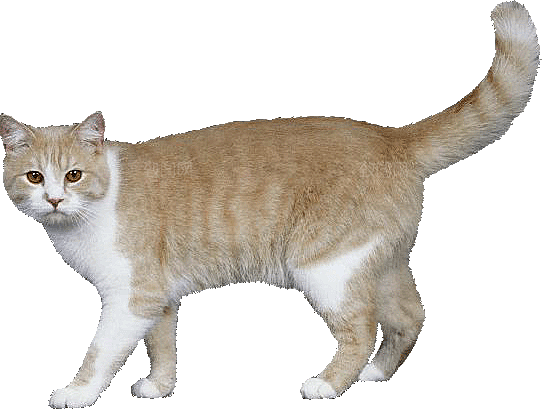 卡通小猫咪设计素材