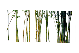 绿化树木篱笆灌木素材