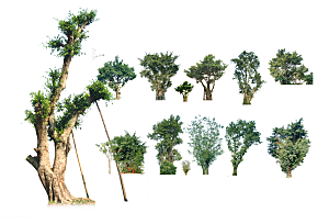 绿化树木篱笆灌木素材