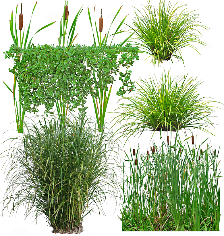 园林景观绿植花卉png素材