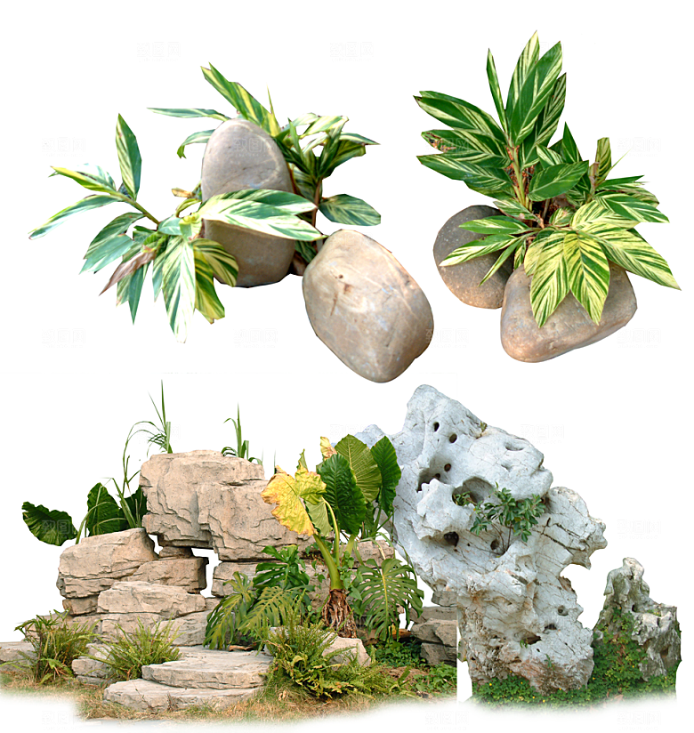 园林景观绿植花卉png素材