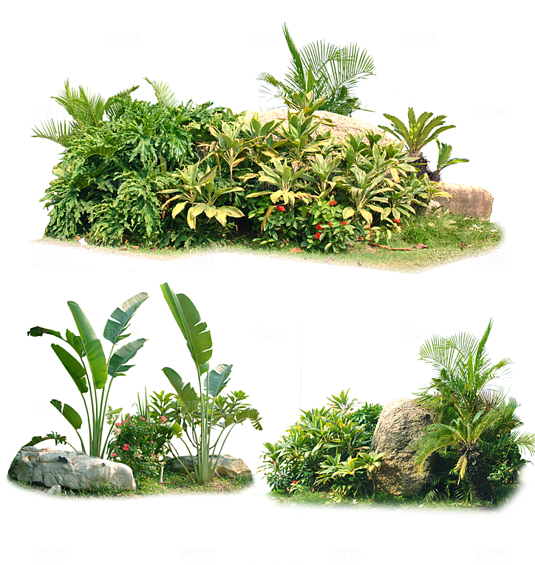 园林景观绿植花卉png素材