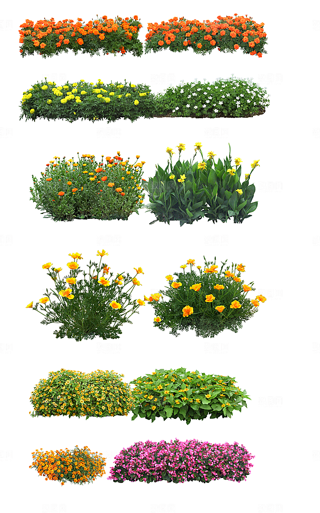 园林景观绿植花卉png素材
