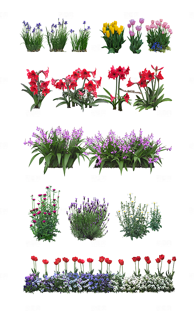 园林景观绿植花卉png素材