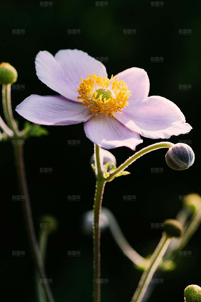 菊花鲜花小雏菊摄影