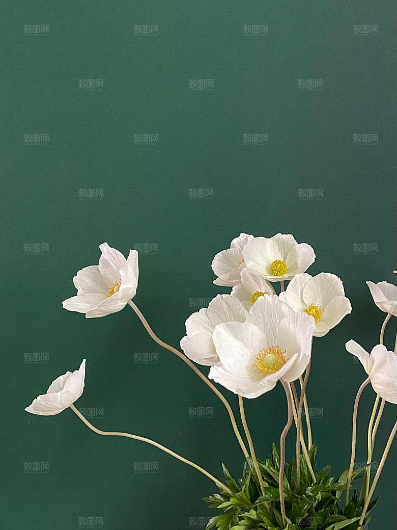 菊花鲜花小雏菊摄影