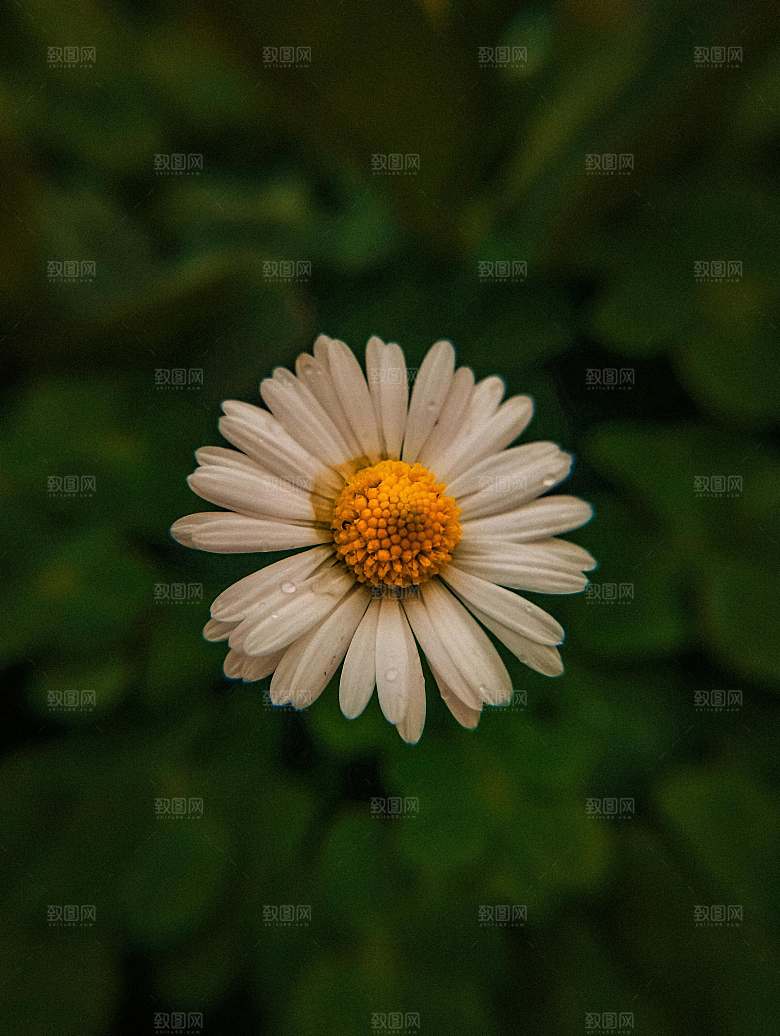 菊花鲜花小雏菊摄影