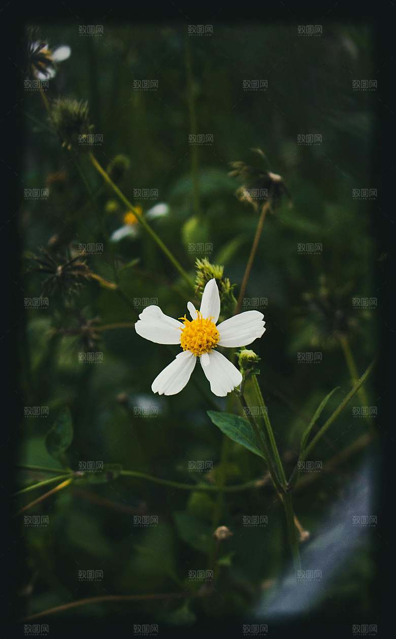 菊花鲜花小雏菊摄影