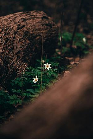 菊花鲜花小雏菊摄影