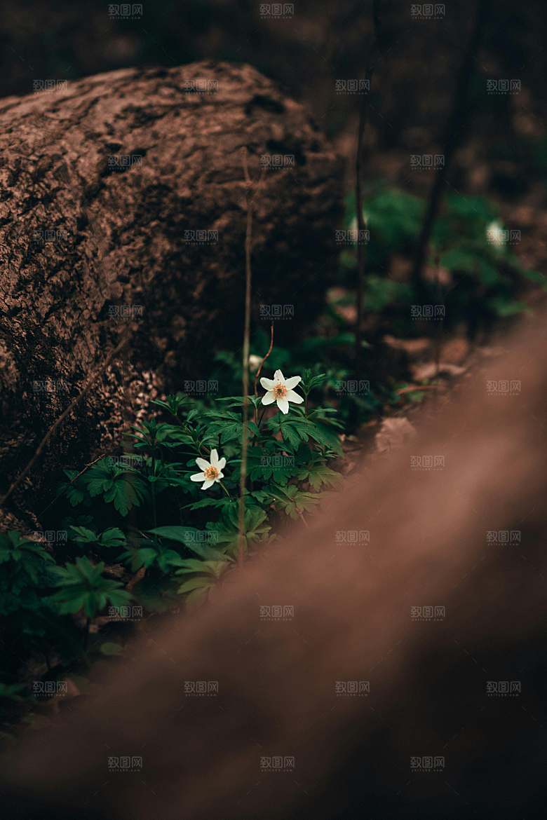 菊花鲜花小雏菊摄影