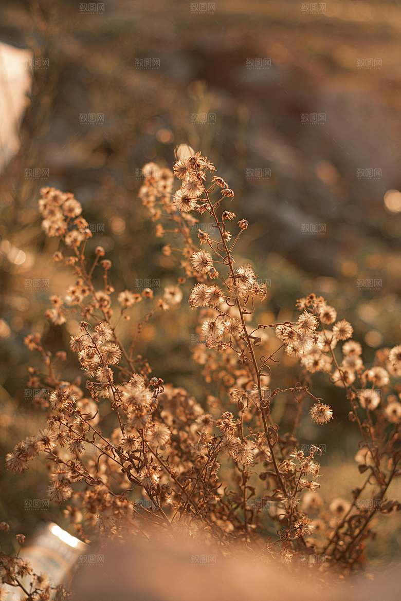 菊花鲜花小雏菊摄影