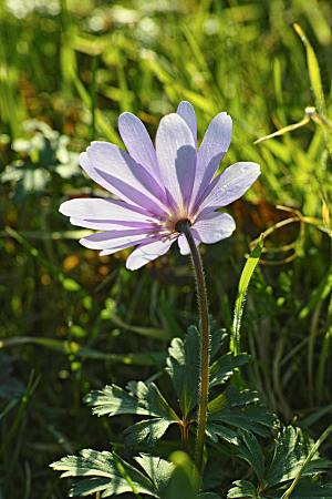 小雏菊鲜花摄影素材