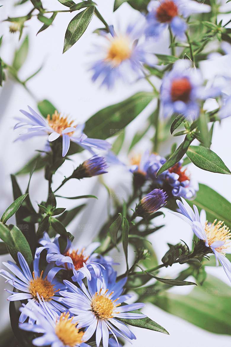 小雏菊鲜花摄影素材