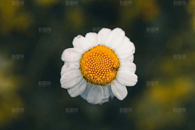 小雏菊鲜花摄影素材