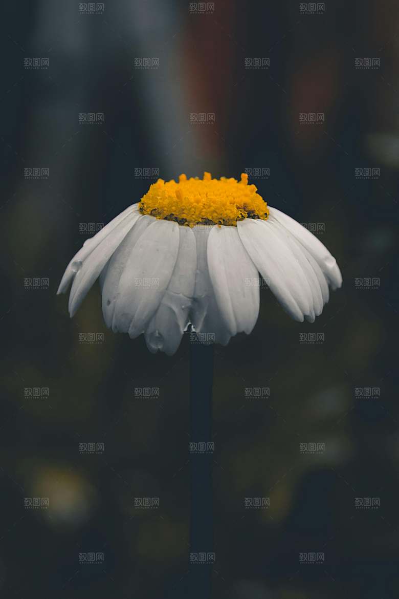 小雏菊鲜花摄影素材